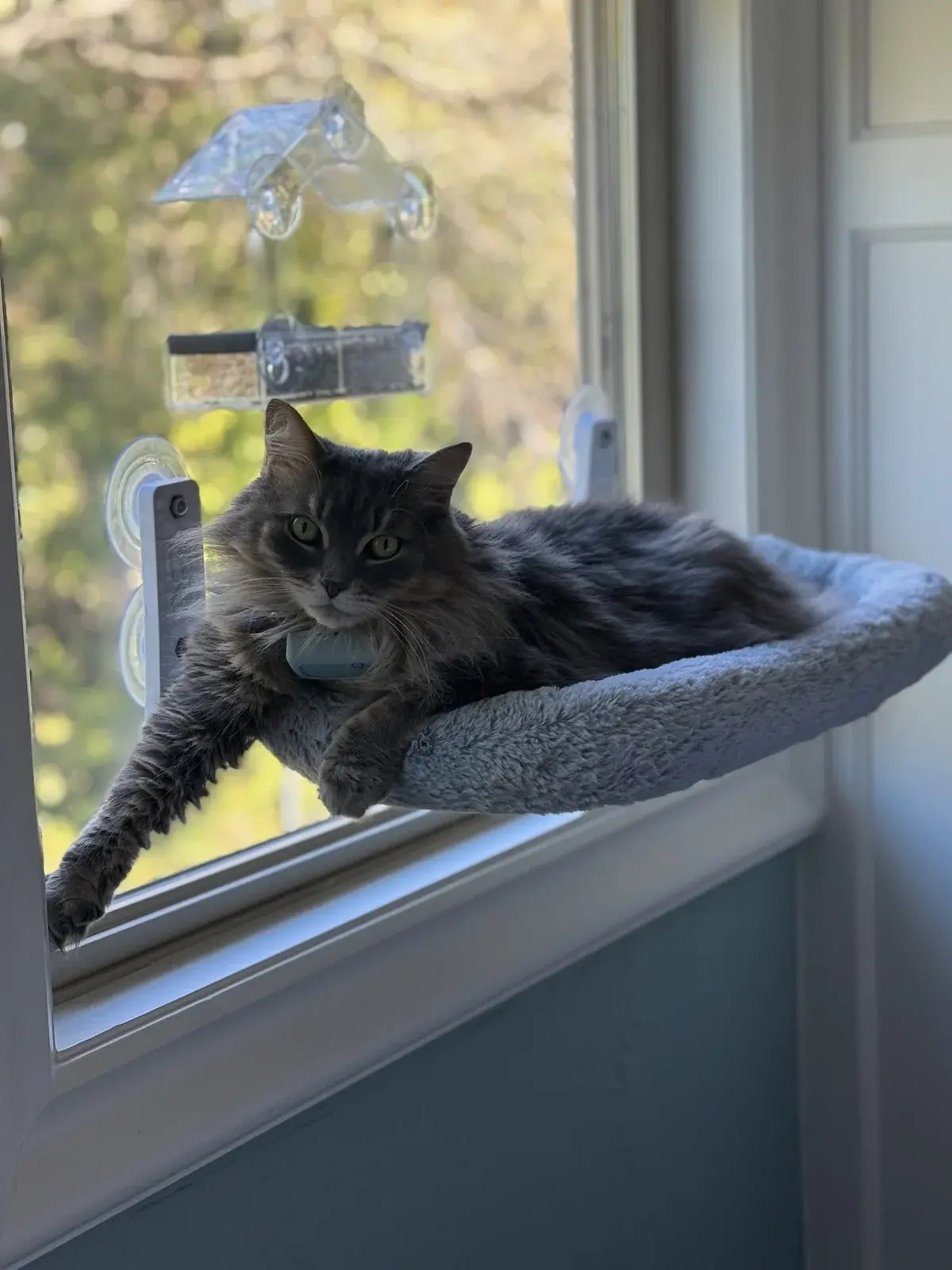 A cat relaxing on a window perch