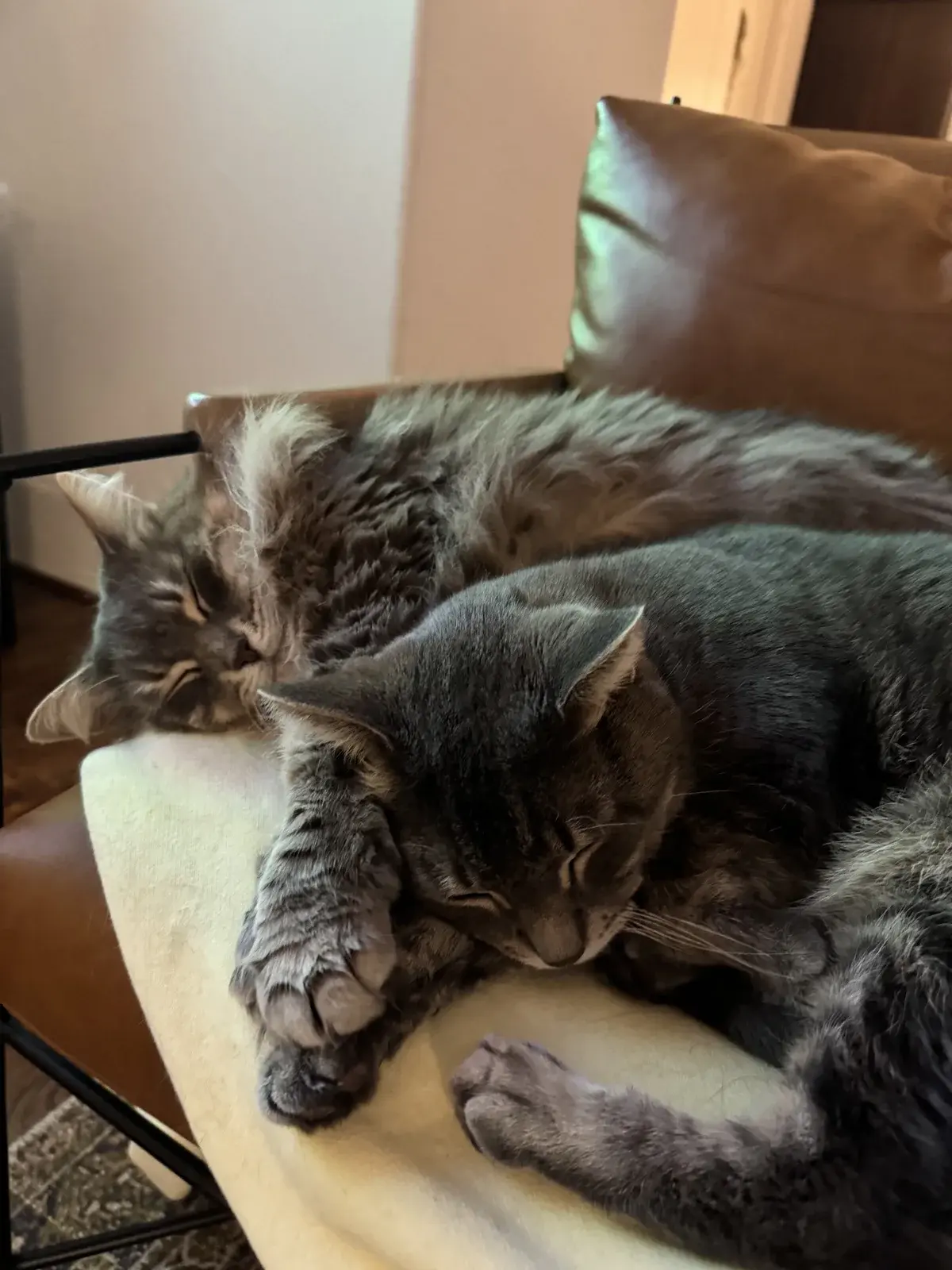 Two cats napping side by side