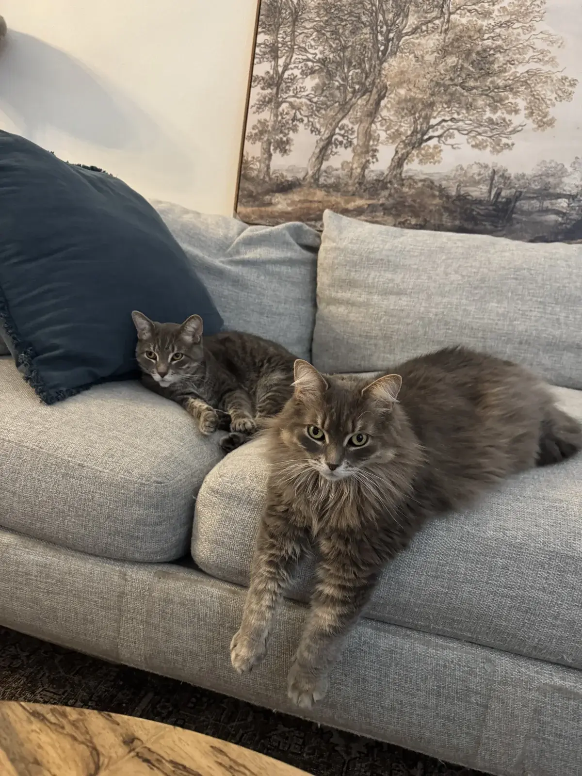 Two cats relaxing on a sofa
