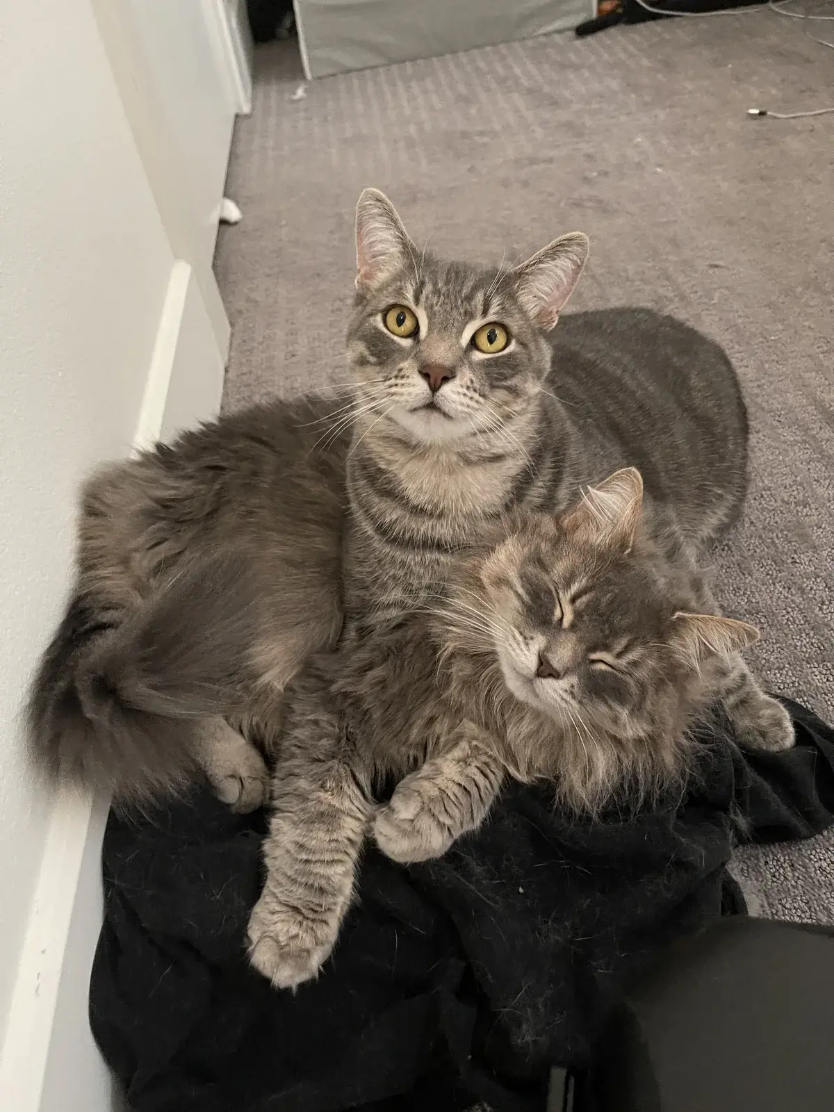 Two cats sitting together on the stairs