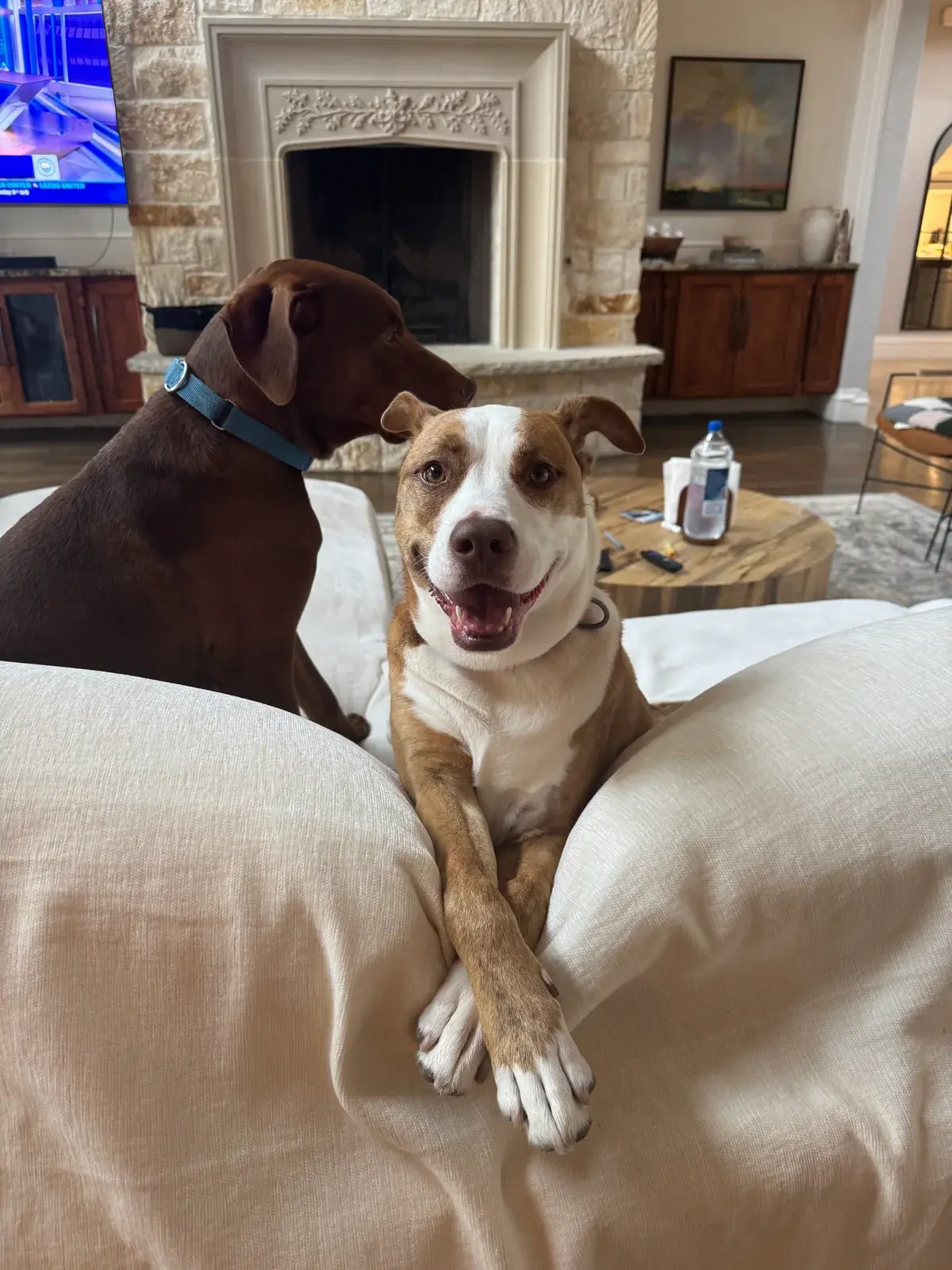 Two dogs lounging together in the living room