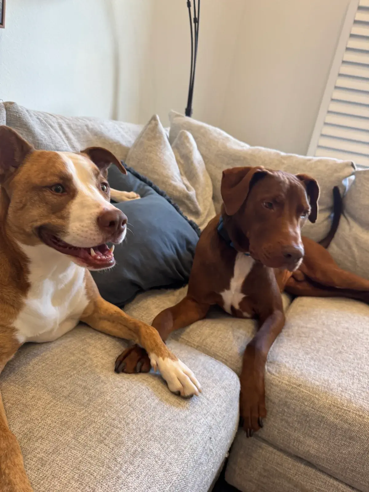 Two dogs sitting together on a sofa